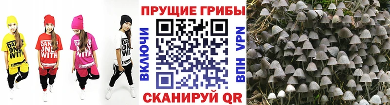 Галлюциногенные грибы Psilocybine cubensis Игарка